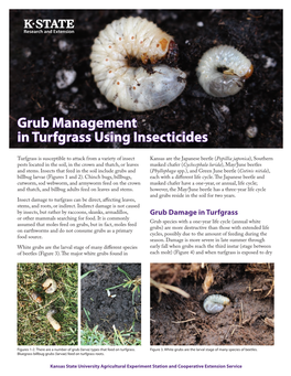 MF3439 Grub Management in Turfgrass Using Insecticides