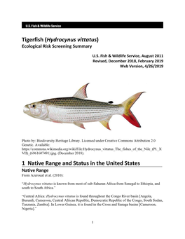 Tigerfish (Hydrocynus Vittatus) ERSS