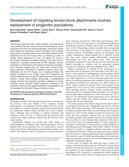 Development of Migrating Tendon-Bone Attachments Involves