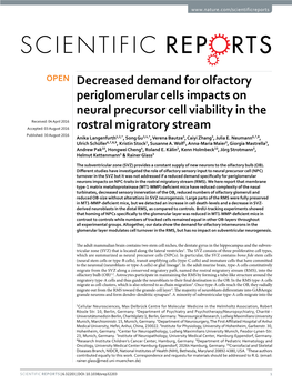 Decreased Demand for Olfactory Periglomerular Cells Impacts on Neural Precursor Cell Viability in the Rostral Migratory Stream