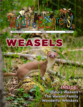 Weasels March 2017 WEASELS