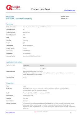 Anti-RIC8A / Synembryn Antibody (ARG63665)