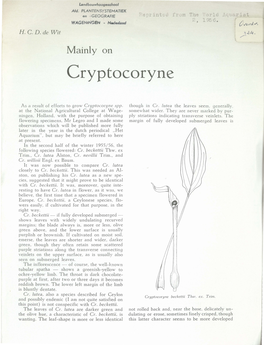 Cryptocoryne