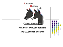 American Hairless Terrier