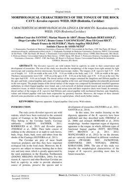 MORPHOLOGICAL CHARACTERISTICS of the TONGUE of the ROCK CAVY- Kerodon Rupestris WIED, 1820 (Rodentia, Caviidae) CARACTERÍSTICAS