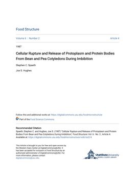 Cellular Rupture and Release of Protoplasm and Protein Bodies from Bean and Pea Cotyledons During Imbibition