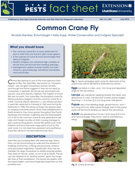 Common Crane Fly Ricardo Ramirez, Entomologist • Kelly Kopp, Water Conservation and Turfgrass Specialist