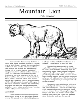 Mountain Lion (Felis Concolor)