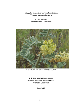 Astragalus Pycnostachyus Var. Lanosissimus (Ventura Marsh Milk-Vetch)