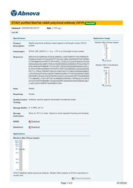 STAU1 Purified Maxpab Rabbit Polyclonal Antibody (D01P)