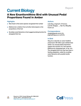 A New Enantiornithine Bird with Unusual Pedal Proportions Found in Amber