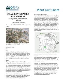 Clay-Loving Wild Buckwheat, Eriogonum Pelinophilum, Plant Fact Sheet
