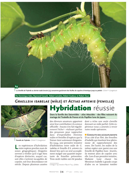 Hybridation De Papillons / Insectes N°