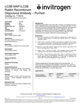 LC3B/MAP1LC3B Rabbit Recombinant Oligoclonal Antibody