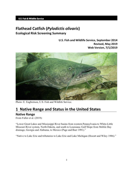 Pylodictis Olivaris (Flathead Catfish) Ecological Risk Screening Summary