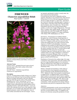 Fireweed (Chamerion Angustifolium) Plant Guide