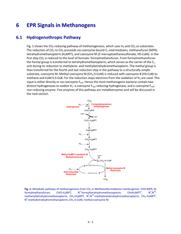 6 EPR Signals in Methanogens