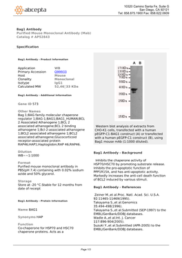 Bag1 Antibody Purified Mouse Monoclonal Antibody (Mab) Catalog # AP52843