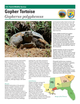 Gopher Tortoise Gopherus Polyphemus