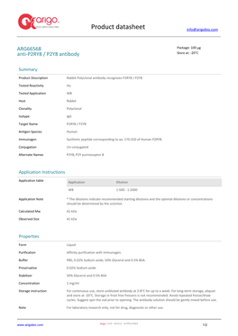 Anti-P2RY8 / P2Y8 Antibody (ARG66568)