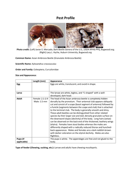 Asian Ambrosia Beetle (Granulate Ambrosia Beetle)