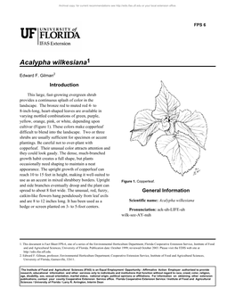 Acalypha Wilkesiana1