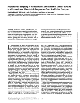 Polyribosome Targeting to Microtubules