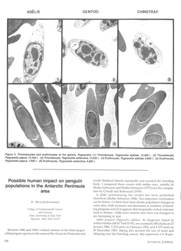 Possible Human Impact on Penguin Populations in the Antarctic