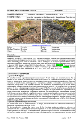 Liolaemus Sarmientoi Donoso-Barros, 1973 NOMBRE COMÚN: Lagartija Patagónica De Sarmiento, Lagartija De Sarmiento, Sarmiento’S Patagonian Lizard (Inglés)