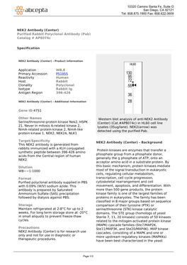 NEK2 Antibody (Center) Purified Rabbit Polyclonal Antibody (Pab) Catalog # Ap8074c