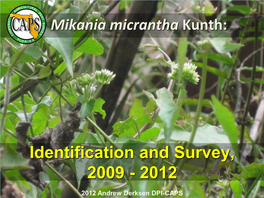 Mikania Micrantha Kunth