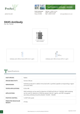 SNX5 Antibody Cat