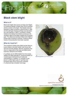 Black Stem Blight