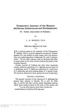 Comparative Anatomy of the Hymeno- Phyllaceae, Schizaeaceae and Gleicheniaceae