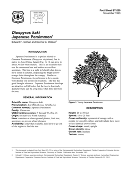 Diospyros Kaki Japanese Persimmon1 Edward F