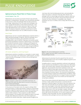 Aphanomyces Root Rot in Pulse Crops Entire Root System Is Colonized