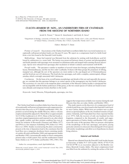 Culcita Remberi Sp. Nov., an Understory Fern of Cyatheales from the Miocene of Northern Idaho
