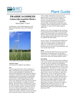 Prairie Sandreed Plant Guide