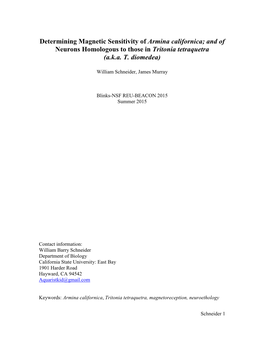 Determining Magnetic Sensitivity of Armina Californica; and of Neurons Homologous to Those in Tritonia Tetraquetra (A.K.A