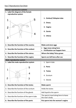 Year 7 Reproduction Fact Sheet Human Reproductive Systems 1. Label the Diagram of the Female Reproductive System 1. Oviduct