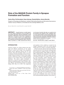 Role of the MAGUK Protein Family in Synapse Formation and Function
