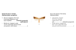 Nyckel Till Arterna I Familjen Glyphipterigidae, Gnuggmalar 1. Stor Art, Vingspann 19–27 Mm. Framvinge Kopparbrun Med Ljusa