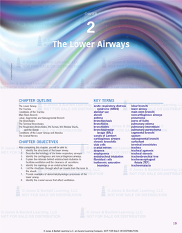 The Lower Airways
