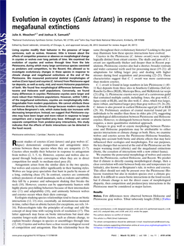 Evolution in Coyotes (Canis Latrans) in Response to the Megafaunal Extinctions