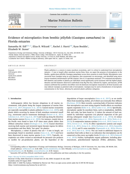 Evidence of Microplastics from Benthic Jellyfish