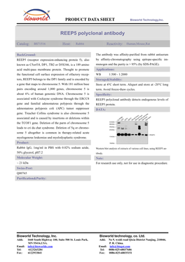 REEP5 Polyclonal Antibody