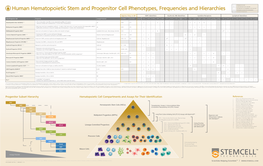 Human Hematopoietic Stem and Progenitor Cell Phenotypes, Frequencies and Hierarchies +/- Heterogenously Expressed in Cell Population Not Known / Not Applicable