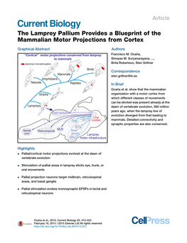 The Lamprey Pallium Provides a Blueprint of the Mammalian Motor Projections from Cortex