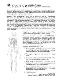 Life Size Printout > “Turkana Boy”, Juvenile Homo Erectus