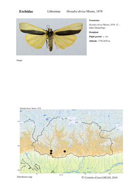 Erebidae Lithosinae Hesudra Divisa Moore, 1878